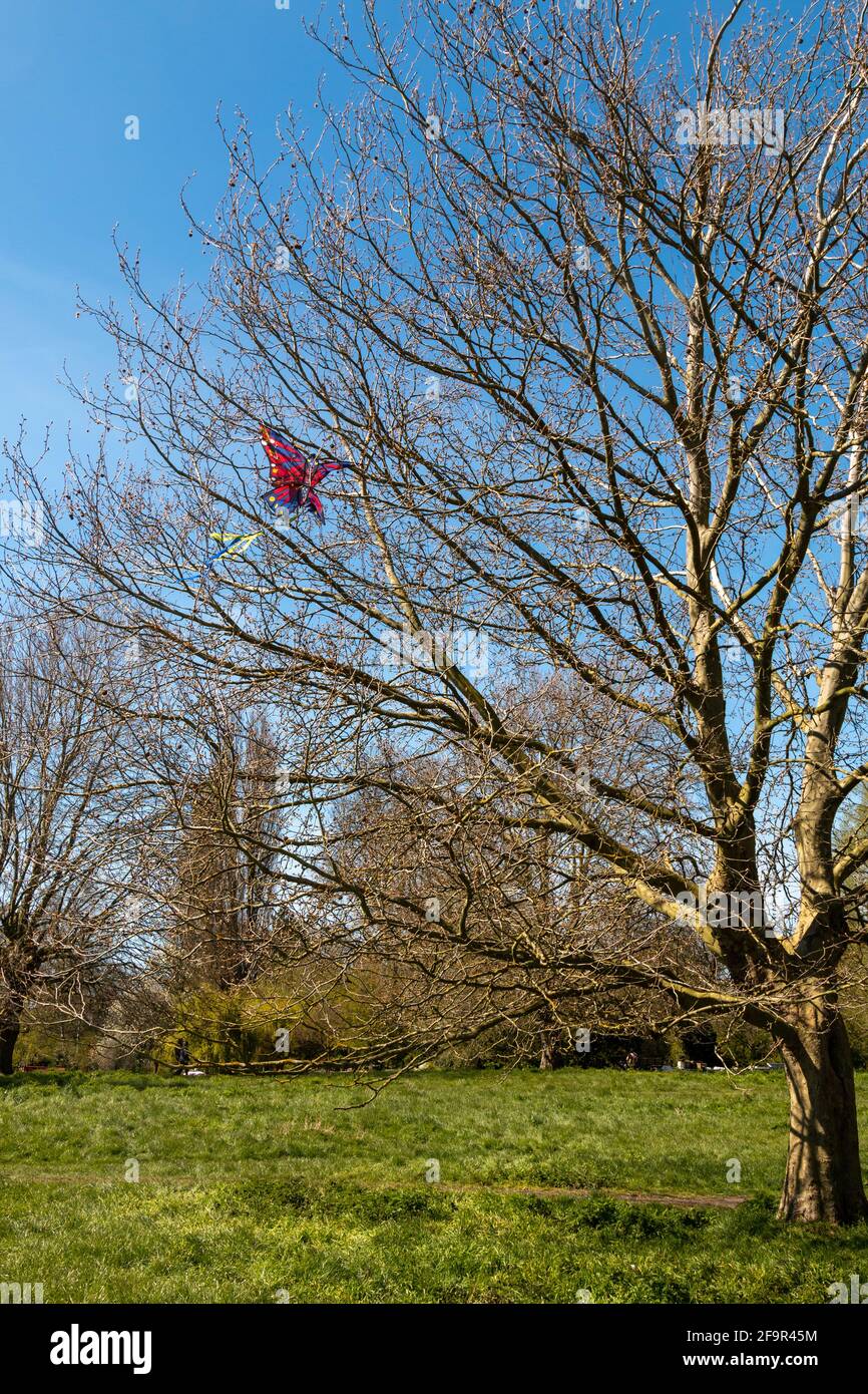 Un aquilone rosso della farfalla è bloccato in un albero su Stourbridge Common, Cambridge, Regno Unito. Foto Stock