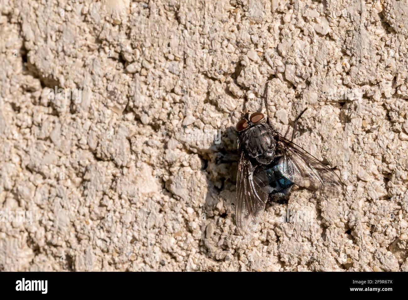 Una grande mosca attaccata ad una parete di calcestruzzo gode il sole di mattina presto Foto Stock
