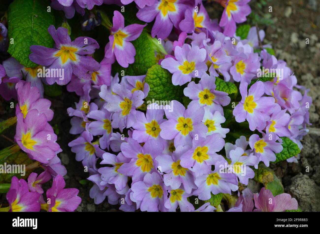 r Primrose primo fiore primaverile in fiore nel mese di marzo. Fiori di  primote rosa colorati, primula polyanthus closeup macro Foto stock - Alamy