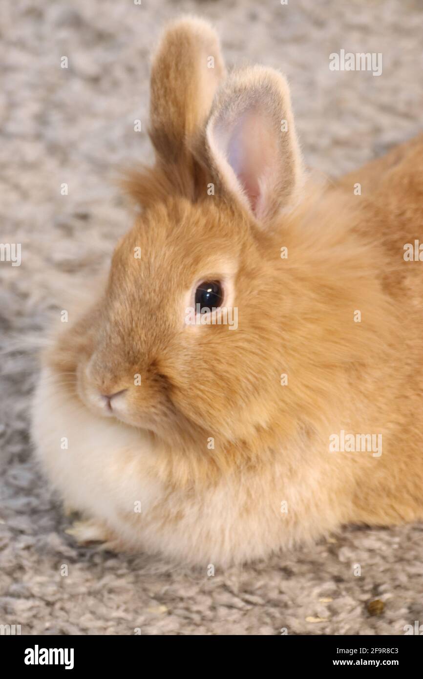 Immagine verticale di un simpatico coniglietto marrone Foto Stock