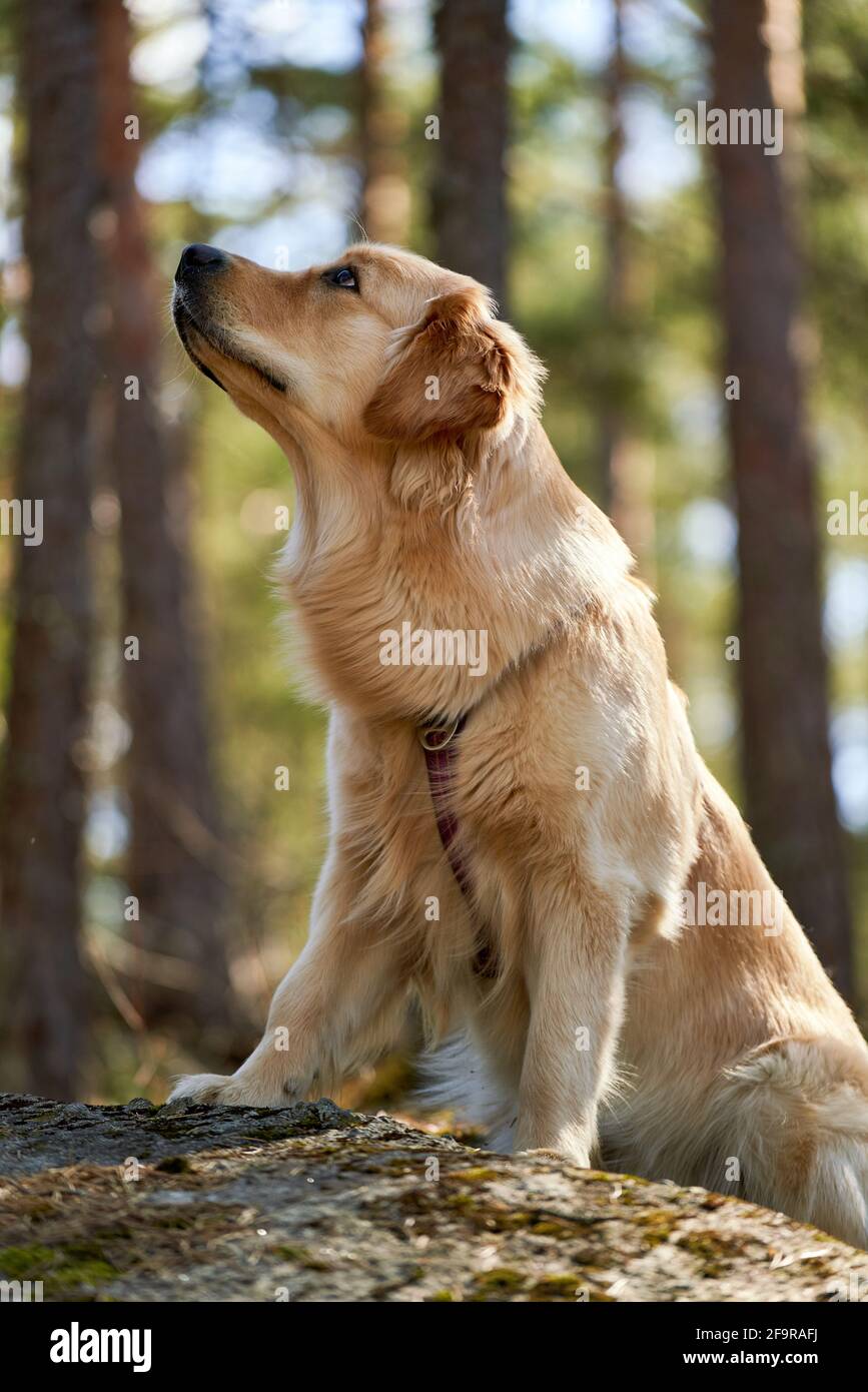Immagine verticale di una donna di 11 mesi di recupero dell'oro Foto Stock