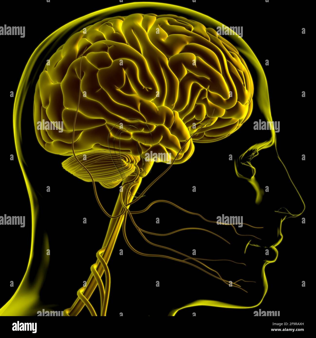 Anatomia cerebrale umana per l'illustrazione 3D del concetto medico Foto Stock