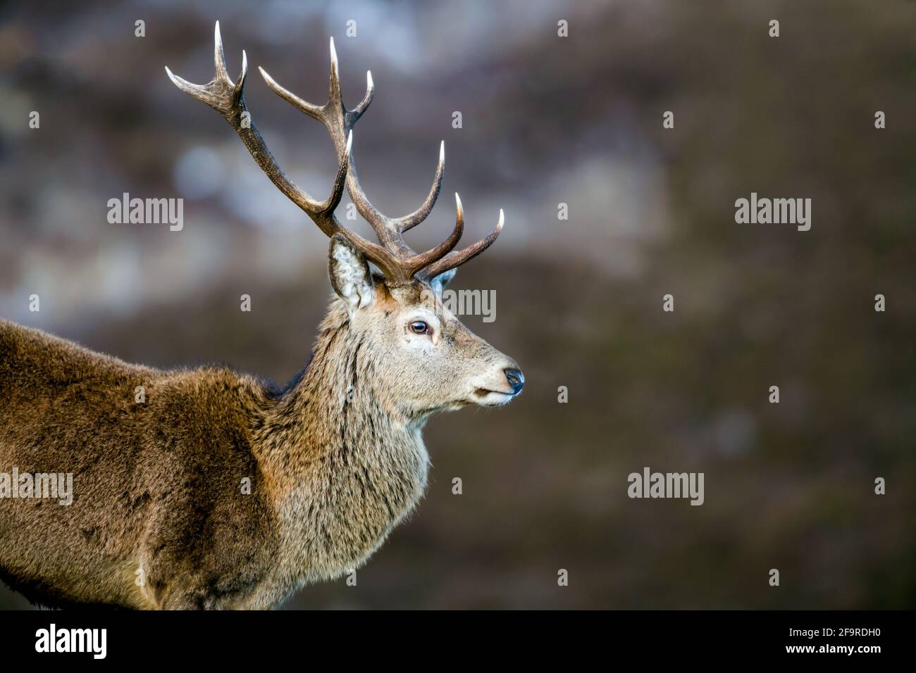 Cervus elaphus cervi rossi maschi nelle Highlands di Scozia Foto Stock