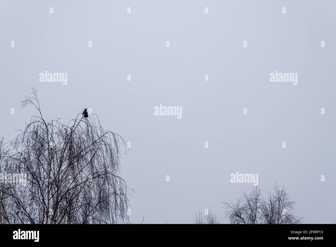 Un corvo nero siede sui rami di un albero senza foglie contro un cielo grigio. Foto Stock