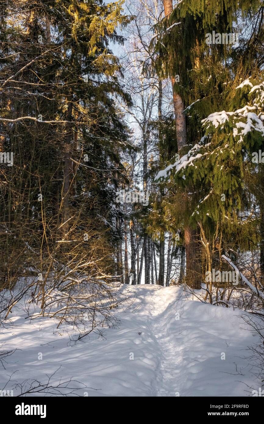 Sentiero forestale in una foresta innevata in una soleggiata giornata invernale, la Russia. Foto Stock