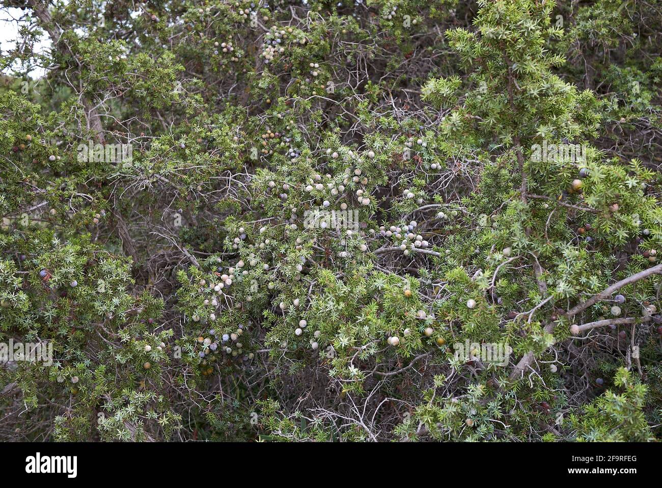 Juniperus oxycedrus si arbusto sulla costa Foto Stock