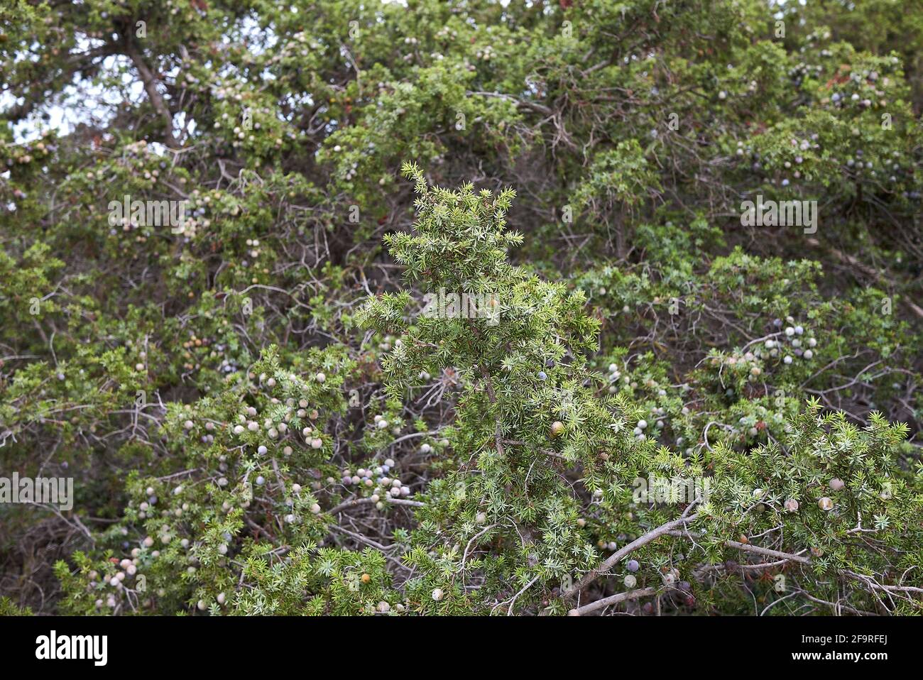 Juniperus oxycedrus si arbusto sulla costa Foto Stock