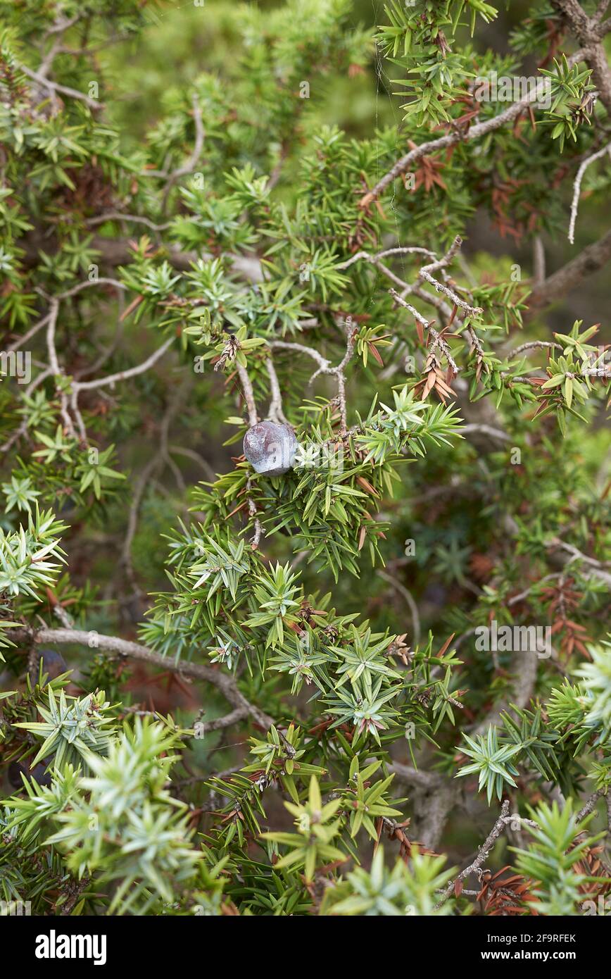 Juniperus oxycedrus si arbusto sulla costa Foto Stock