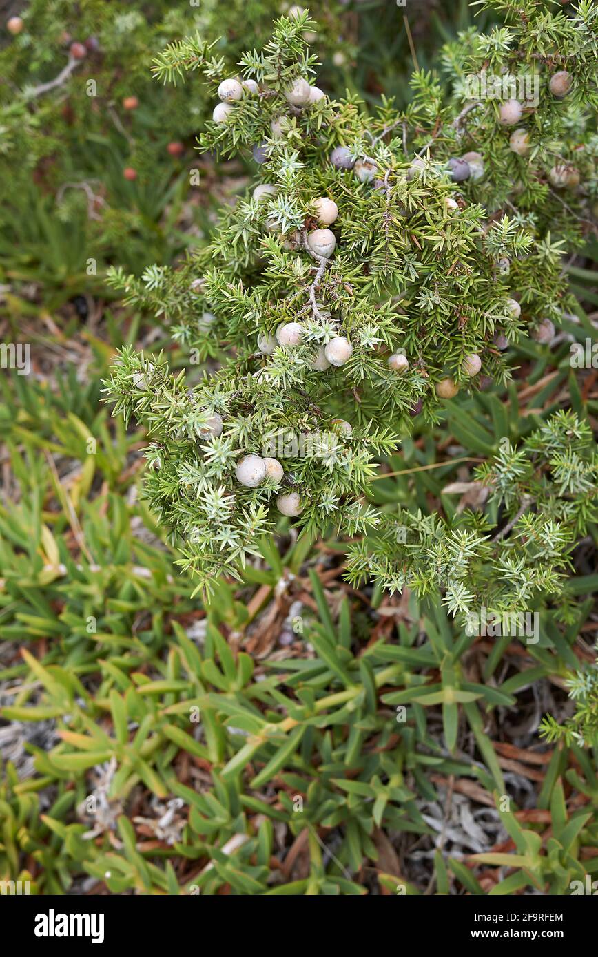 Juniperus oxycedrus si arbusto sulla costa Foto Stock