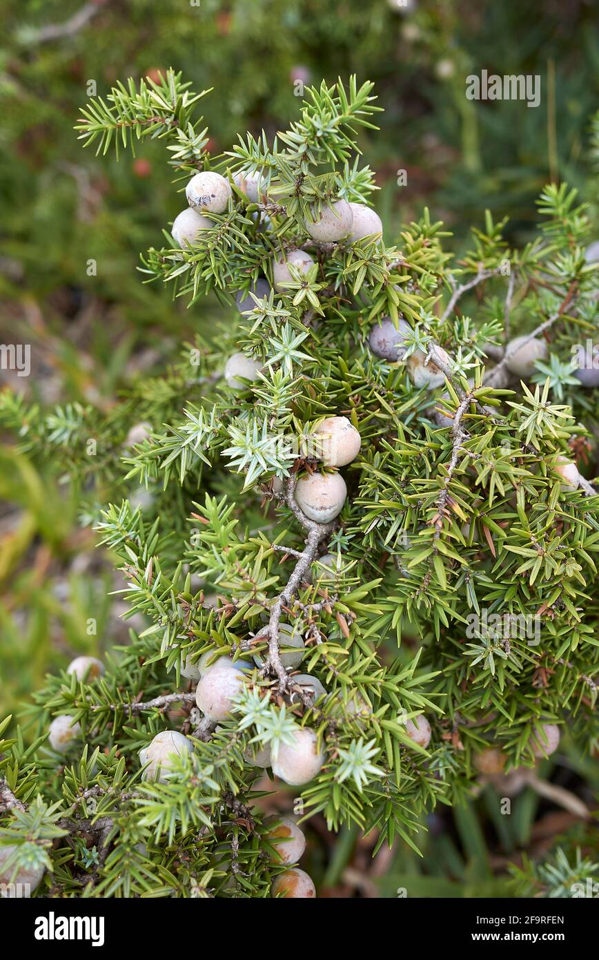 Juniperus oxycedrus si arbusto sulla costa Foto Stock