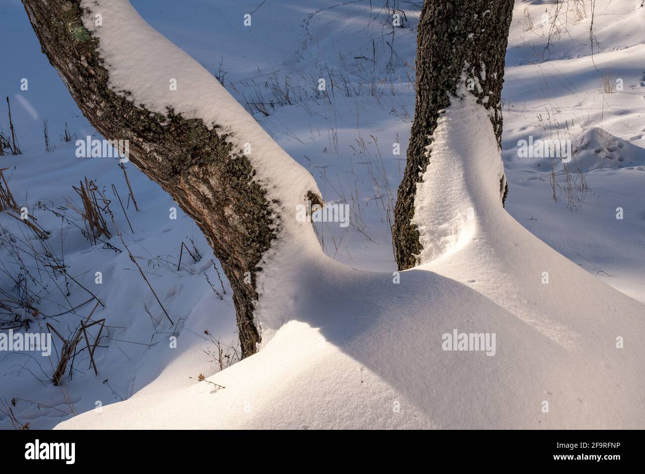 Sfondo da due tronchi spessi di betulla e neve foto primo piano. Foto Stock