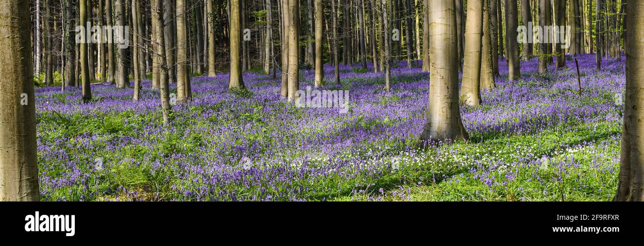 Bellissimo paesaggio panoramico con tappeti di fiori viola di bluebells selvaggi nella foresta. Foto Stock