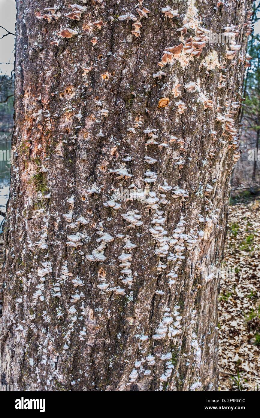 Staffa funghi che crescono sulla corteccia dell'albero vivente trunk piccoli cluster closeup texture e sfondi Foto Stock