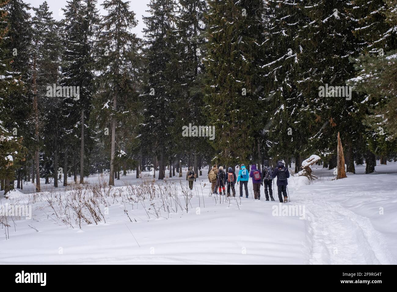Un gruppo di turisti in una foresta invernale in una giornata nuvolosa e gelosa, la Russia. Foto Stock