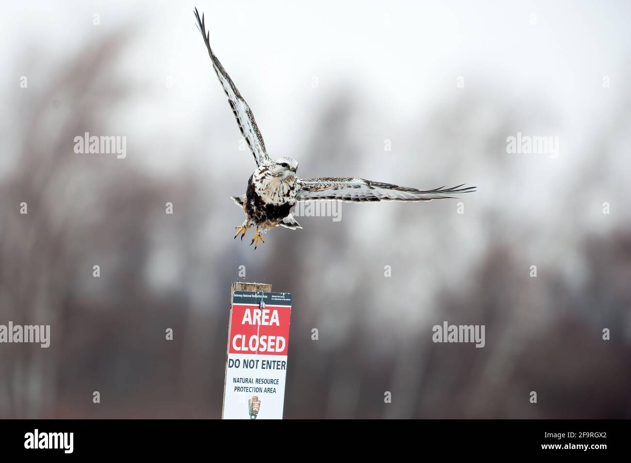 Falco a zampe ruvide in volo durante l'inverno Foto Stock