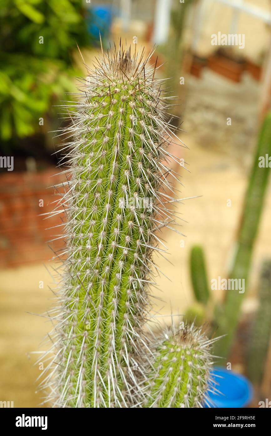 Il cactus verde da vicino in una serra. Ha spine affilate. Foto Stock