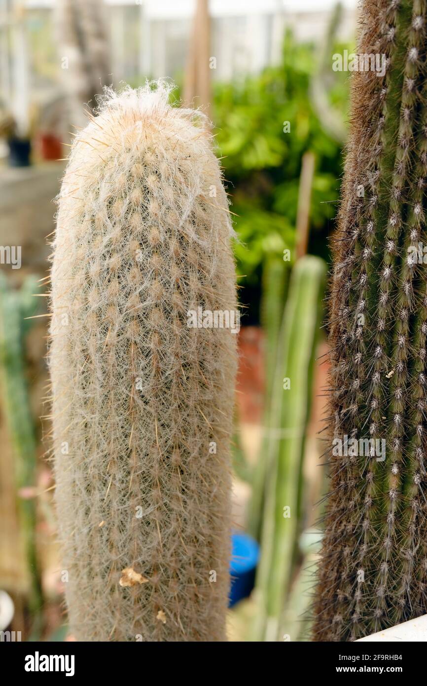 Strano cactus dall'aspetto soffice da vicino Foto Stock