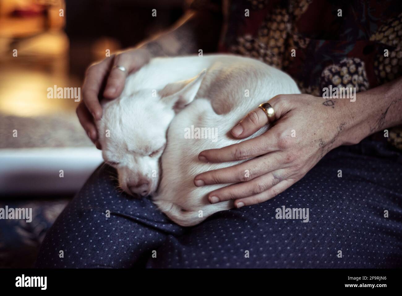 piccolo carino chihuahua bianco ricci in palla sul giro con mani amorevoli a casa Foto Stock
