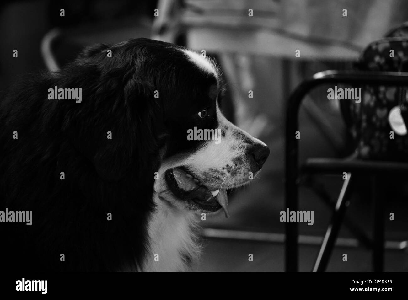 Ritratto in bianco e nero del cane da montagna Bernese in primo piano nel profilo. Ritratto di un cane purosangue da uno spettacolo di cani da vicino. Foto Stock