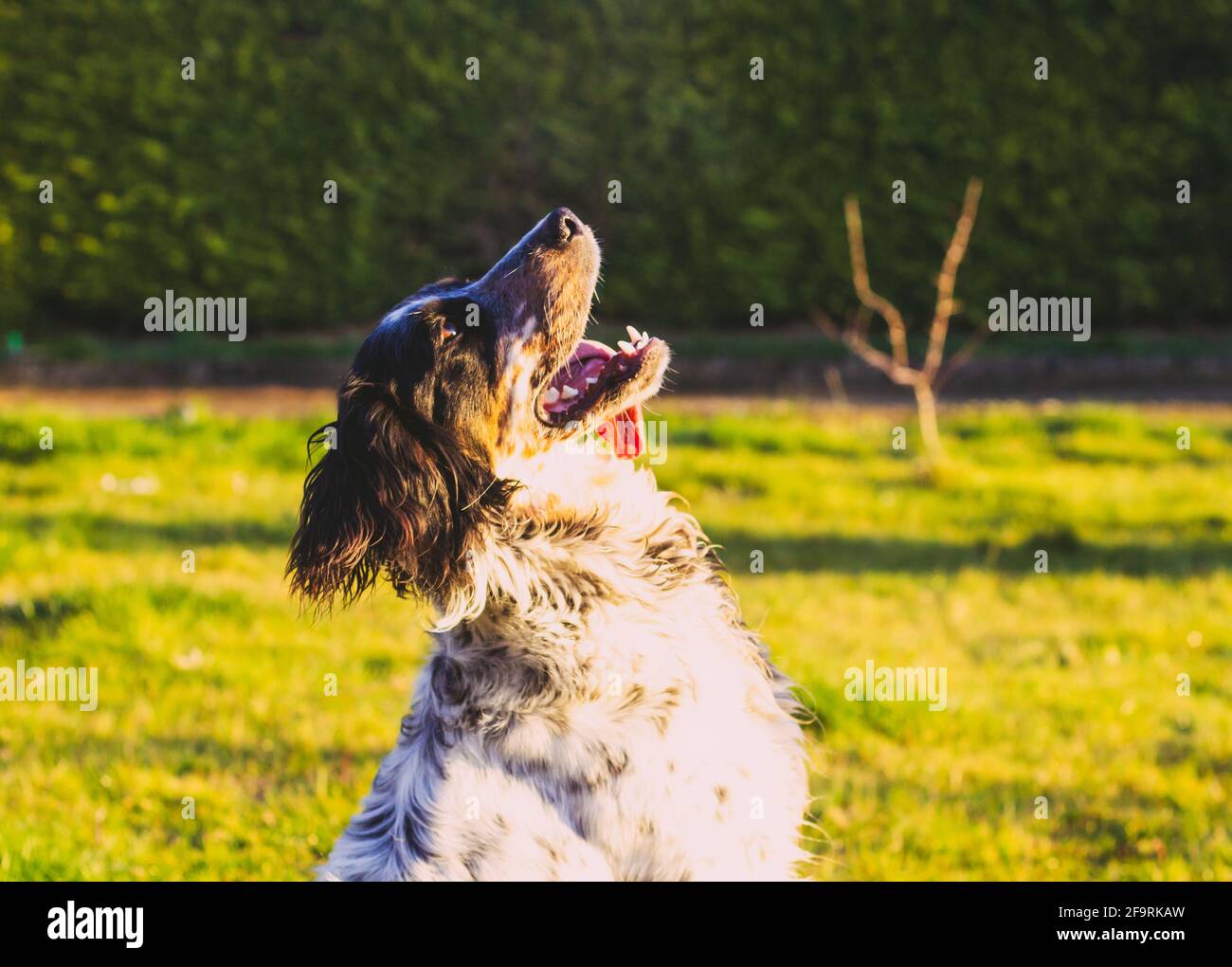 nero e bianco caccia cane spagnolo Foto Stock