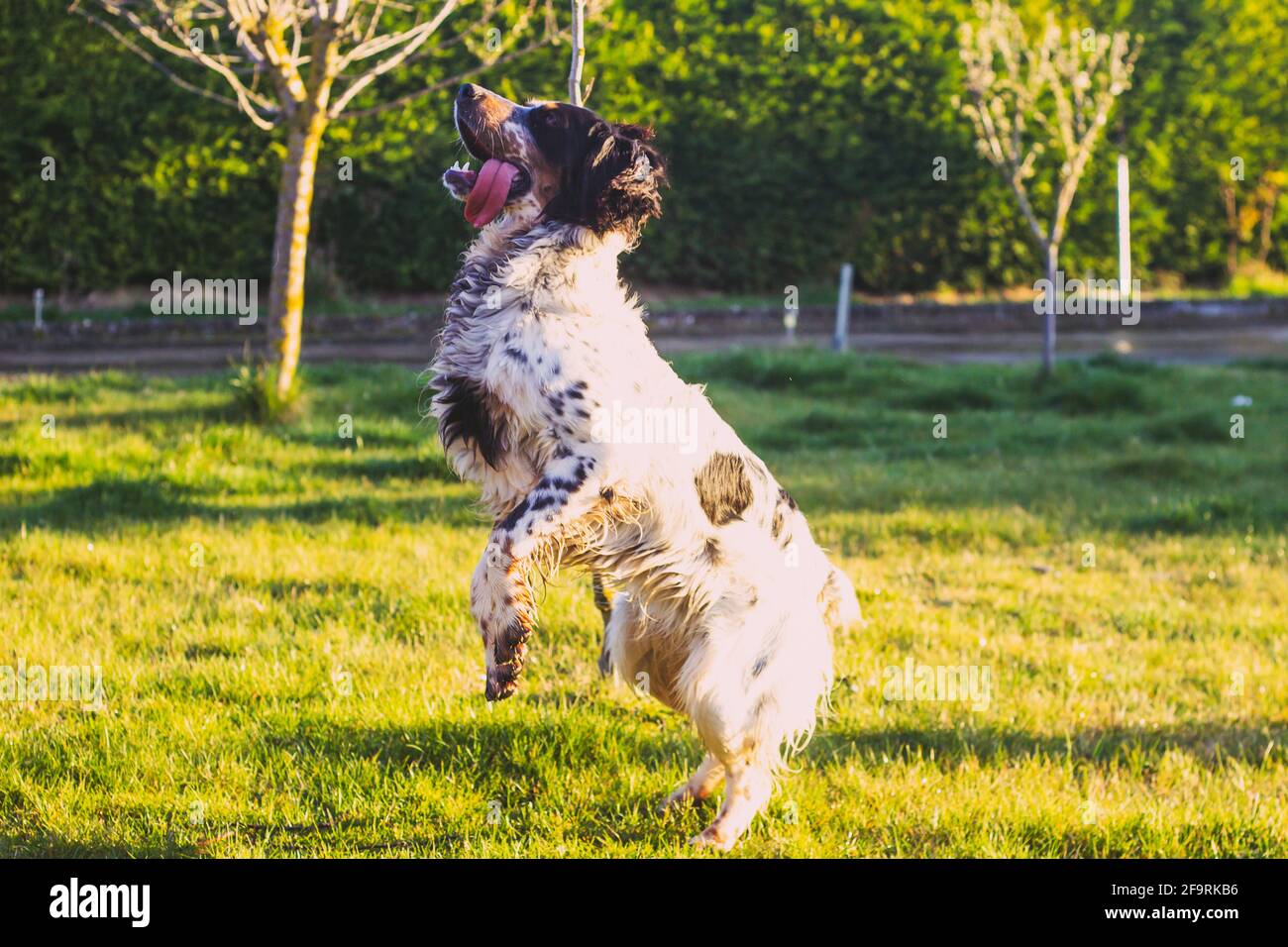 caccia bianco e nero cane spanier salto Foto Stock