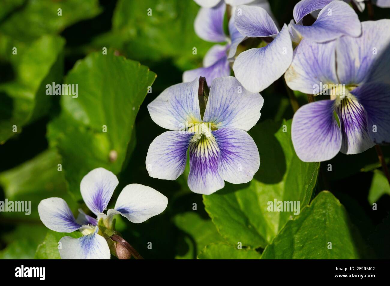 Primo piano di Violets a Jackson Park a Chicago Foto Stock