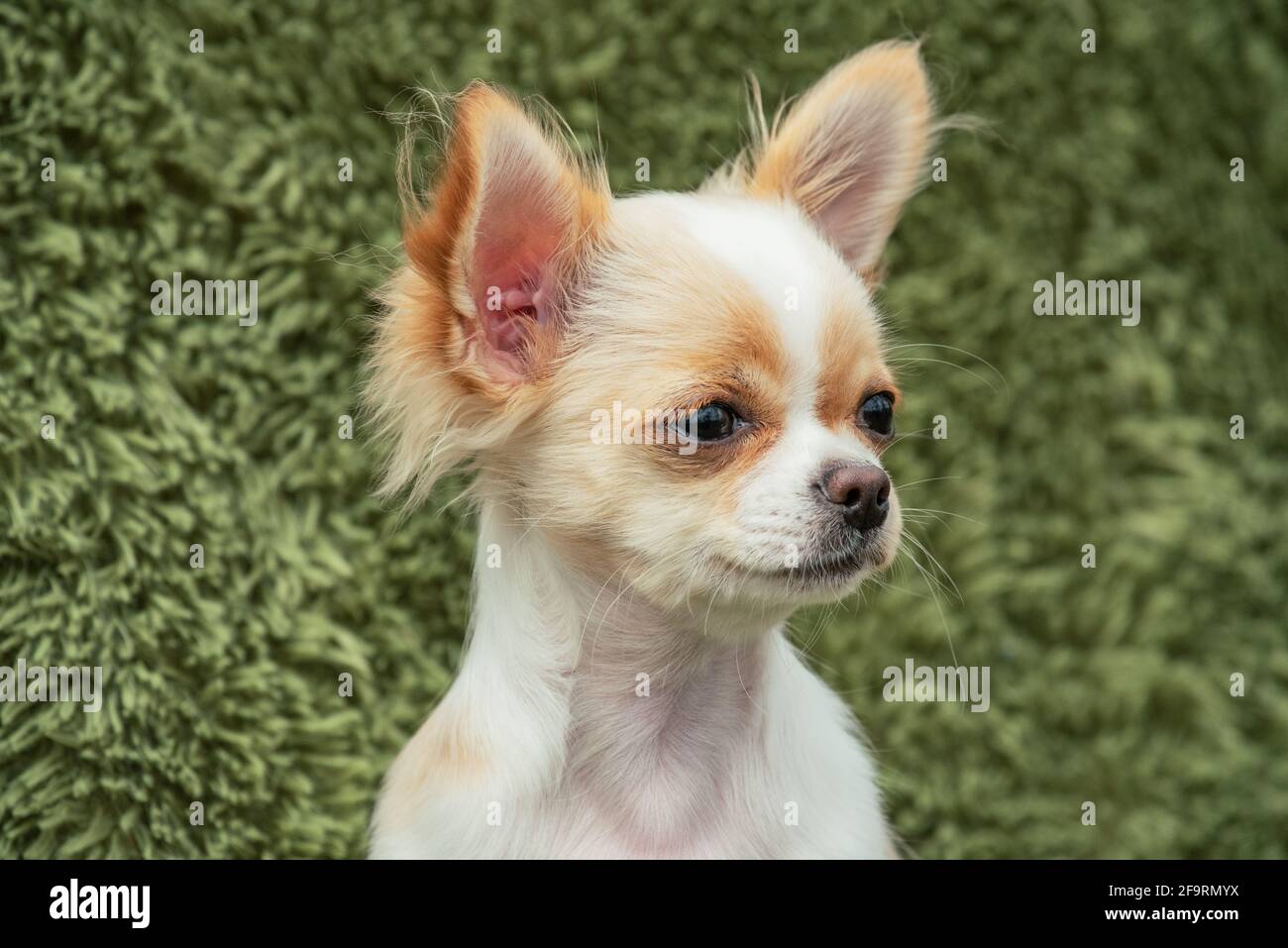 Ritratto di un bel chihuahua purebred. Cucciolo bianco Chihuahua Foto Stock