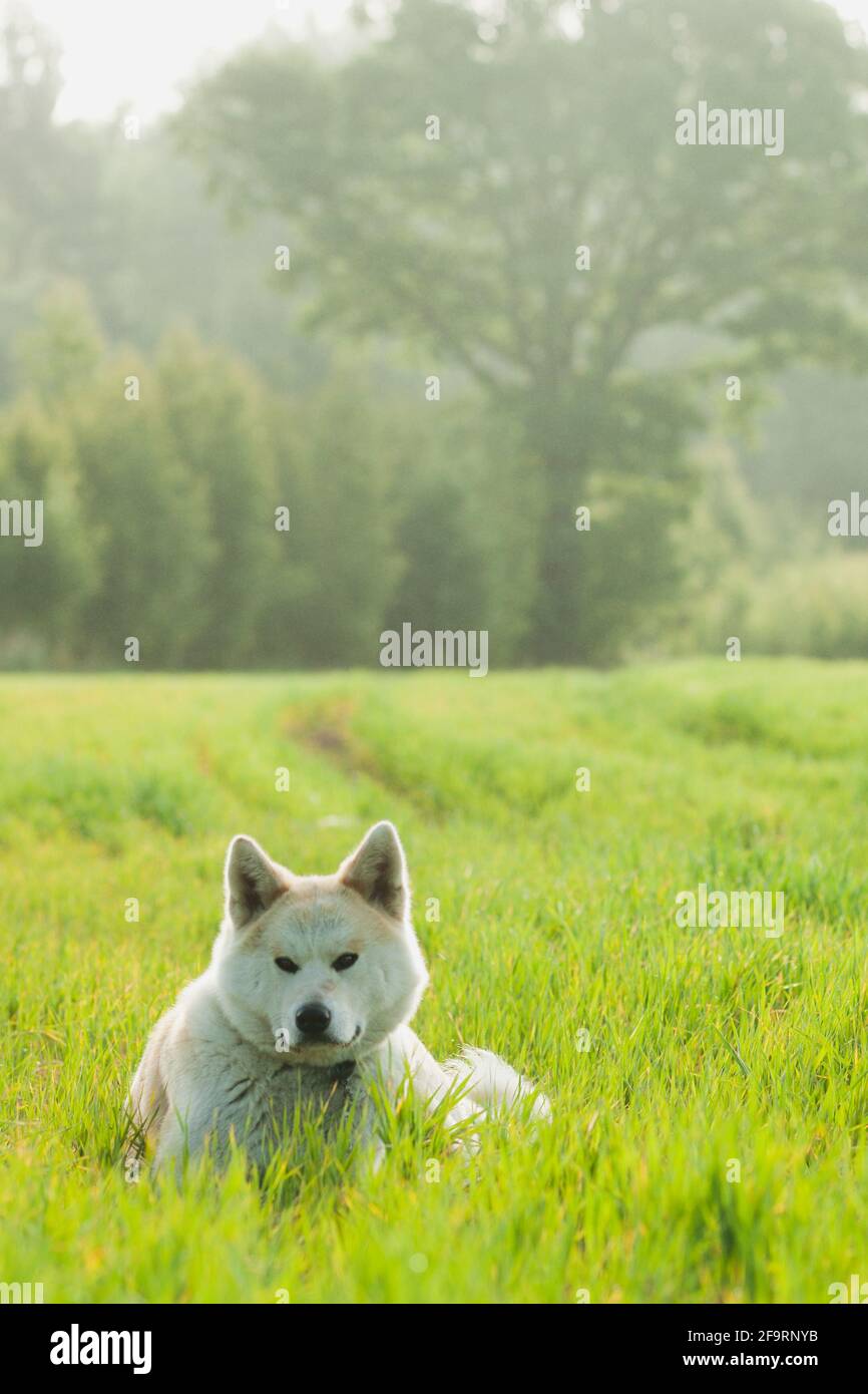 Giapponese Akita Inu cane in un campo verde durante l'estate Foto Stock