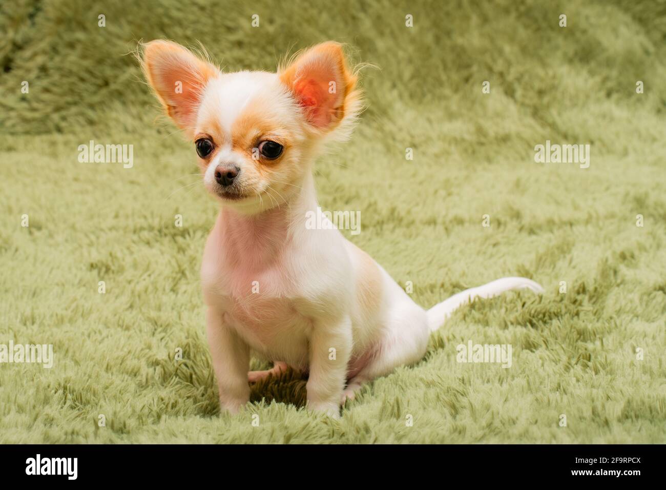 Cucciolo di Chihuahua su una coperta soffice. Bianco con macchie rosse chihuahua cane a casa. Concetto di animali domestici. Foto Stock