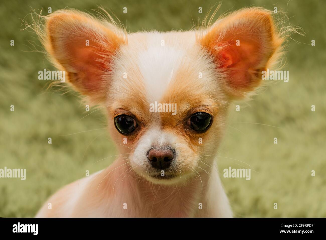 Cucciolo di Chihuahua su una coperta soffice. Bianco con macchie rosse chihuahua cane a casa. Concetto di animali domestici. Foto Stock