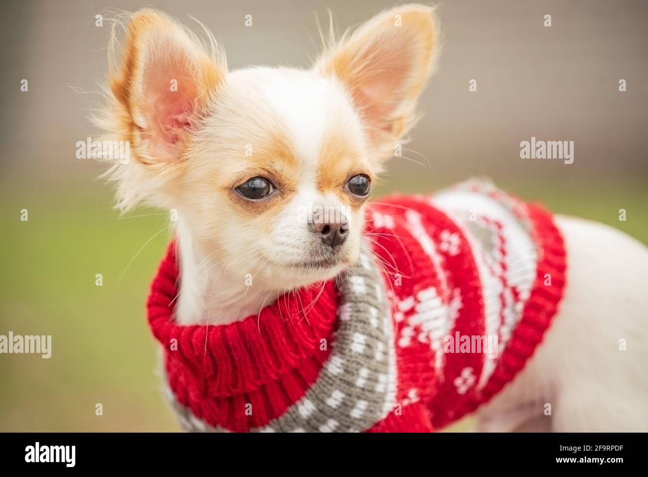 Ritratto di un bel chihuahua rosso in un maglione rosso in primavera. Chihuahua cucciolo dai capelli lunghi. Cane in natura. Cucciolo in abiti. Foto Stock