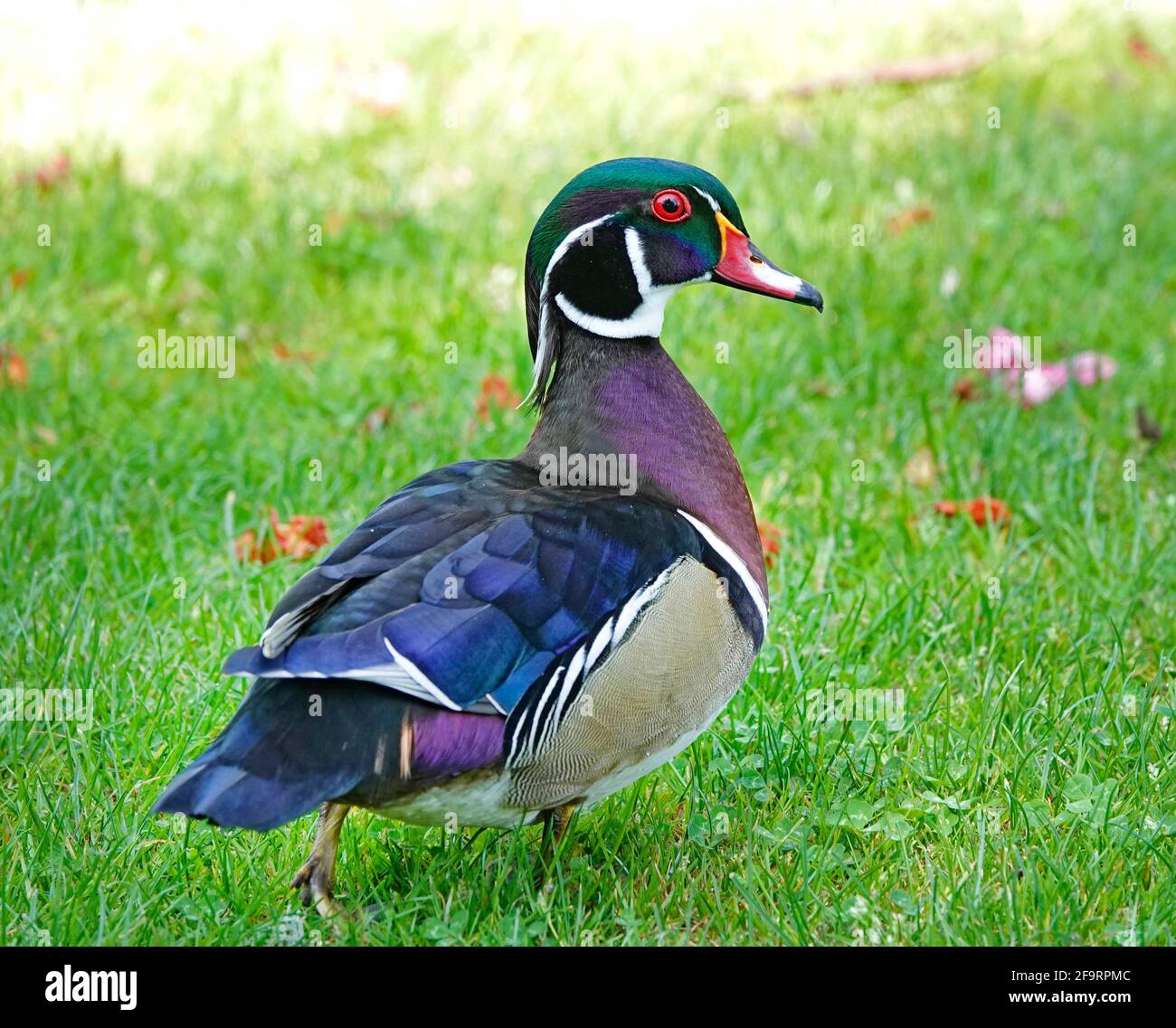 Ritratto di un'anatra di legno, chiamata anche anatra Carolina, Aix sponsora, su un piccolo lago nella Willamette Valley dell'Oregon. Foto Stock