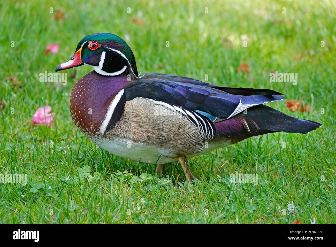 Ritratto di un'anatra di legno, chiamata anche anatra Carolina, Aix sponsora, su un piccolo lago nella Willamette Valley dell'Oregon. Foto Stock