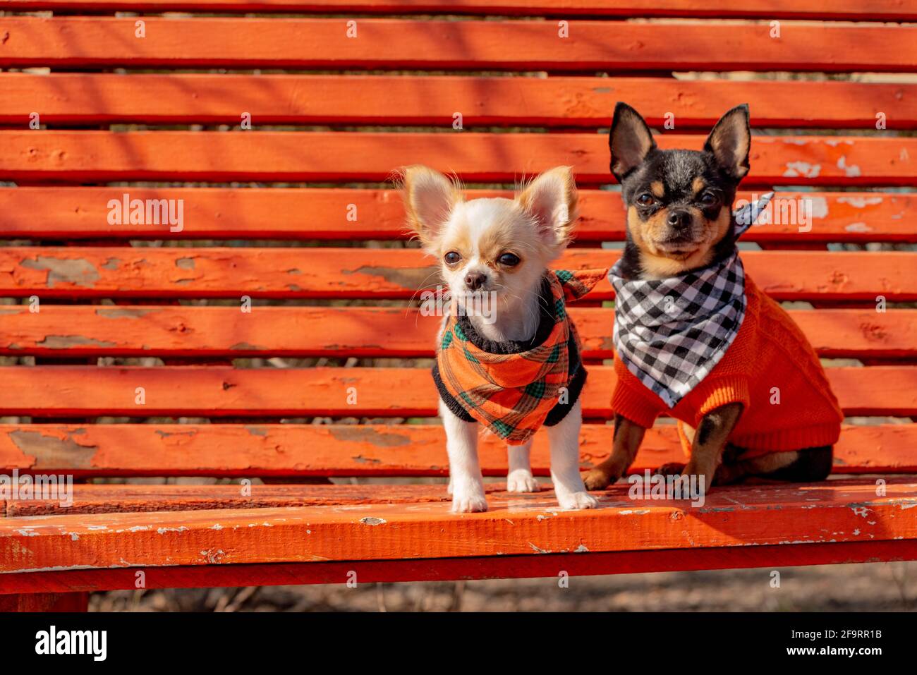 Due cani Chihuahua su una panchina di legno arancione. Cane Chihuahua in abiti e cucciolo chihuahua in abiti. Due Chihuahuas in pullover e bandana cane. Foto Stock