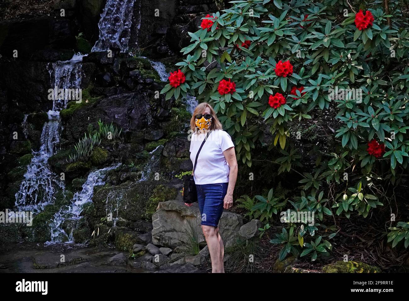 Un visitatore al Crystal Springs Rhododendron Garden a Portland, Oregon, si trova vicino a una cascata sul giardino botanico di nove acri. Foto Stock