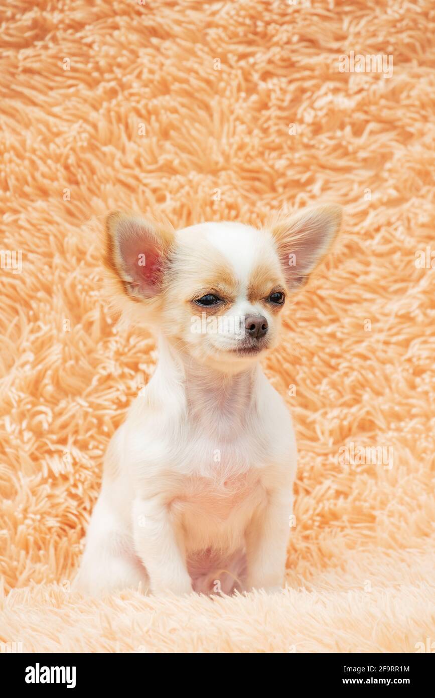 Cucciolo di Chihuahua su una coperta soffice. Bianco con macchie rosse  chihuahua cane a casa. Concetto di animali domestici Foto stock - Alamy