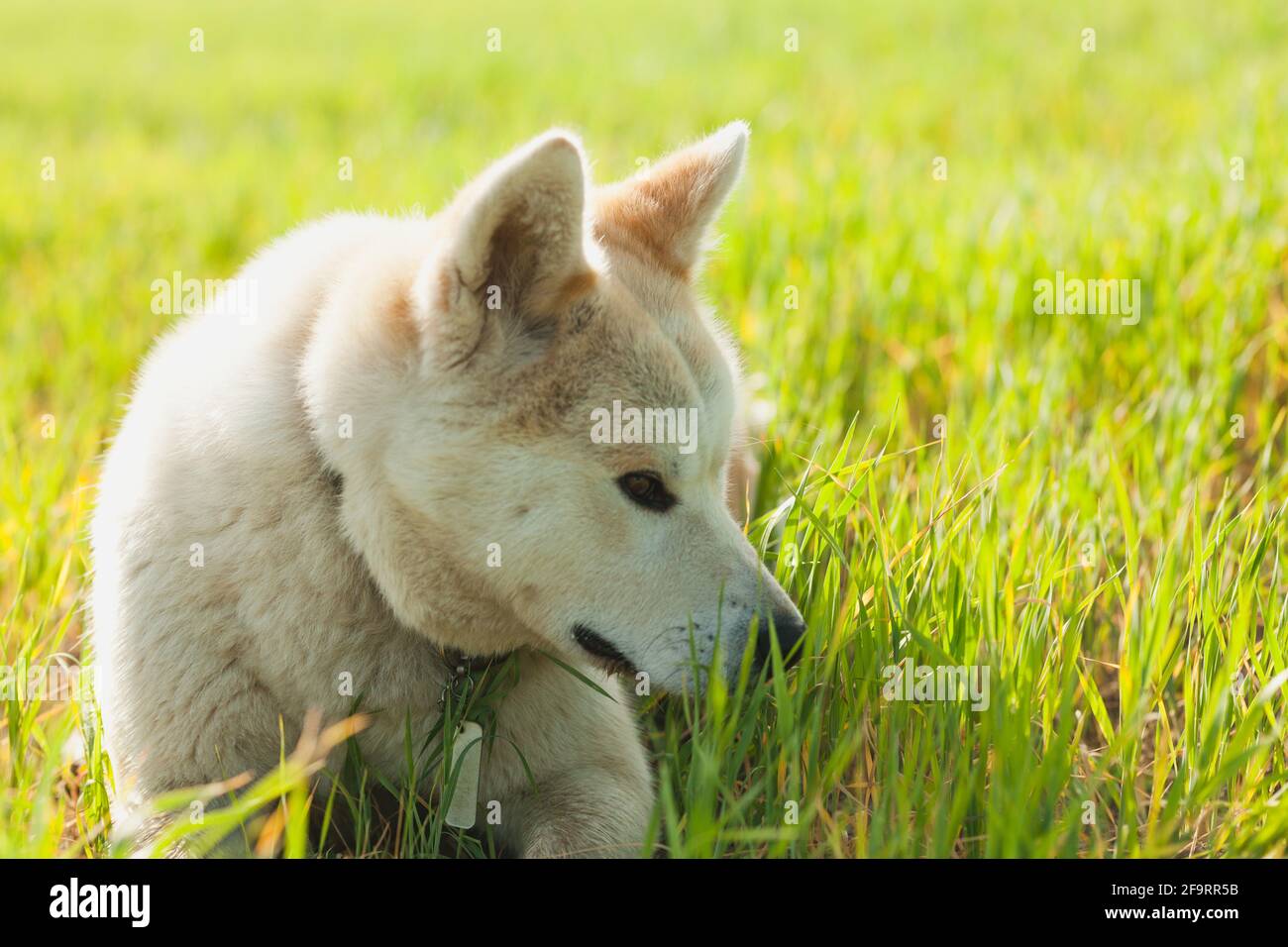 Giapponese Akita Inu cane in erba durante l'estate Foto Stock