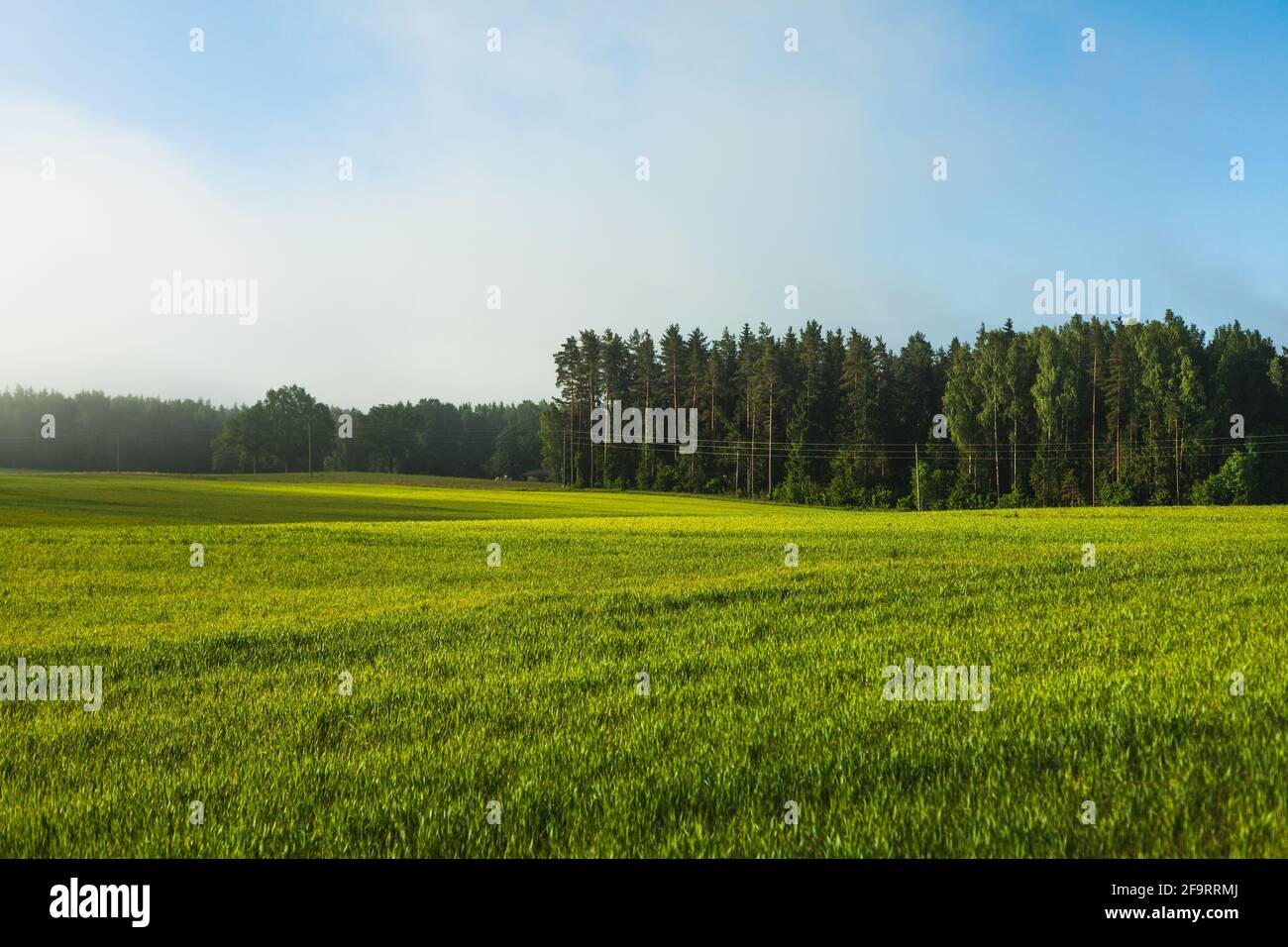 Campo di grano verde che cresce vicino alla foresta, sole di mattina e nebbia Foto Stock