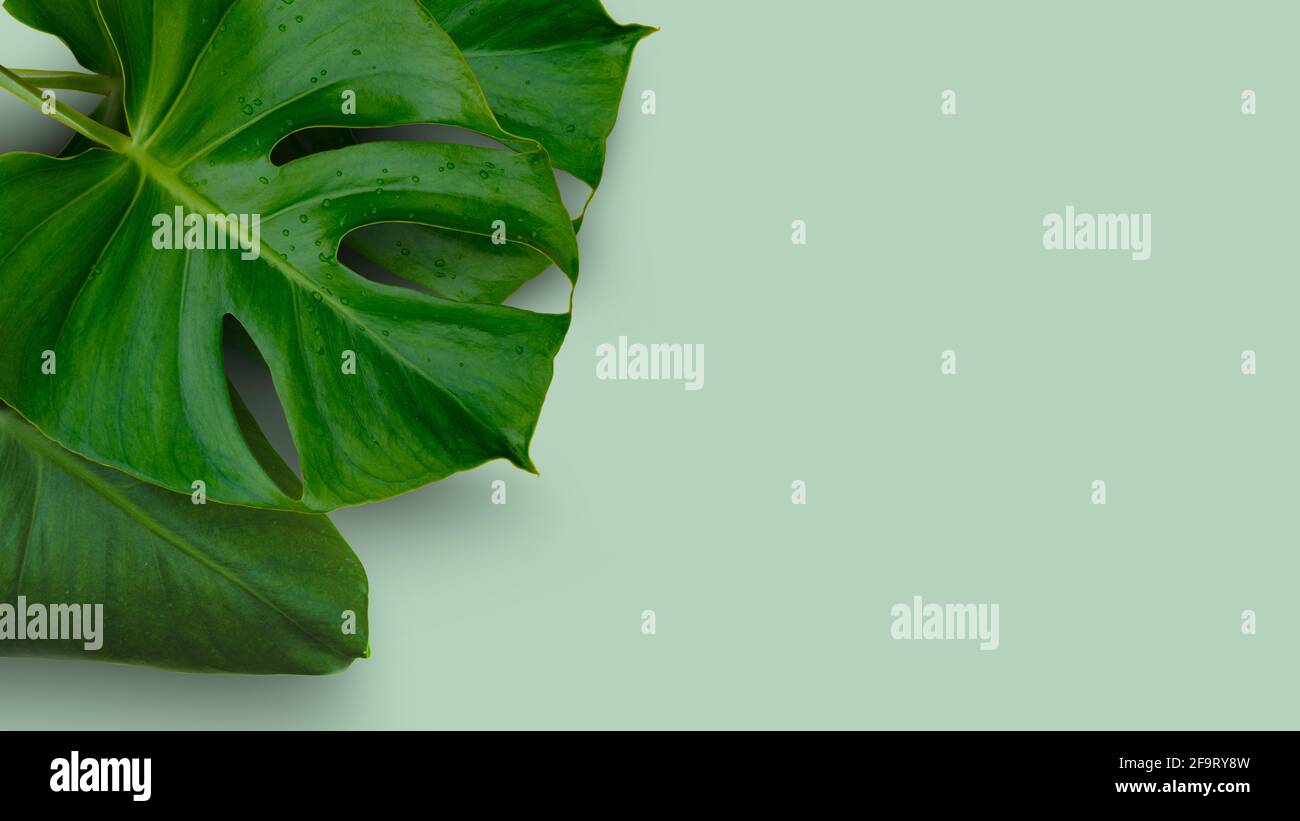 Giungla tropicale foglie di pianta di Monstera isolate su sfondo verde Foto Stock