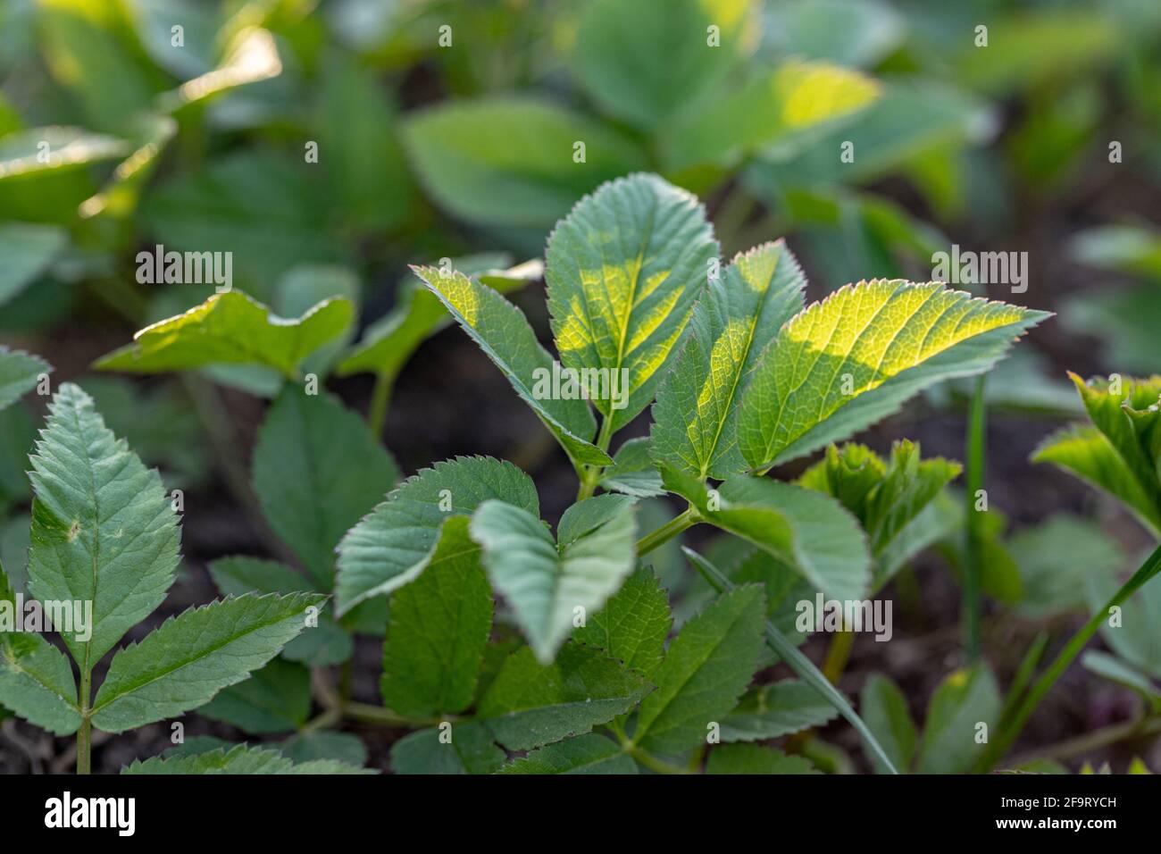 Il podagraria di Aegopodium, anziano macinato, appartiene alle erbe selvatiche e alle verdure selvatiche Foto Stock