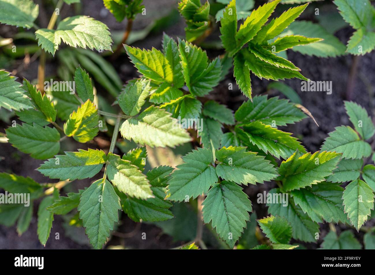 Il podagraria di Aegopodium, anziano macinato, appartiene alle erbe selvatiche e alle verdure selvatiche Foto Stock