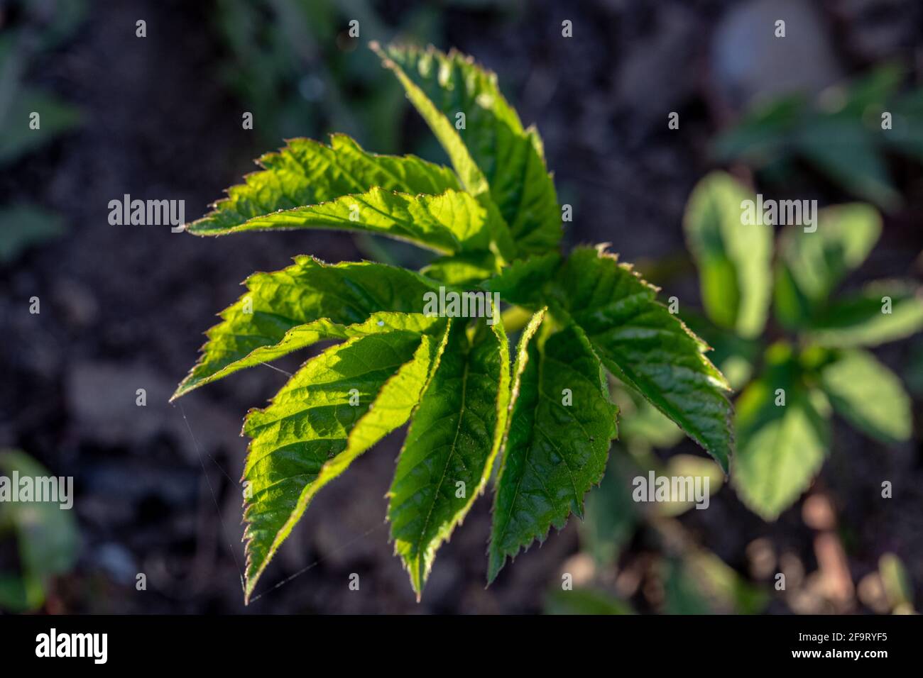 Il podagraria di Aegopodium, anziano macinato, appartiene alle erbe selvatiche e alle verdure selvatiche Foto Stock