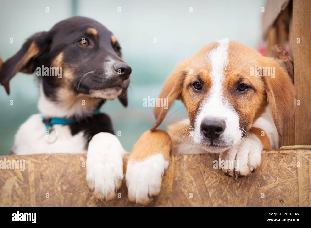 Ritratto di due cuccioli di cane tristi in rifugio dietro recinzione in attesa di approvazione Foto Stock