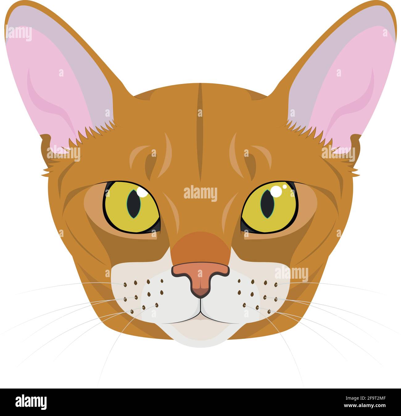 Gatto abissino isolato su sfondo bianco illustrazione vettoriale Illustrazione Vettoriale