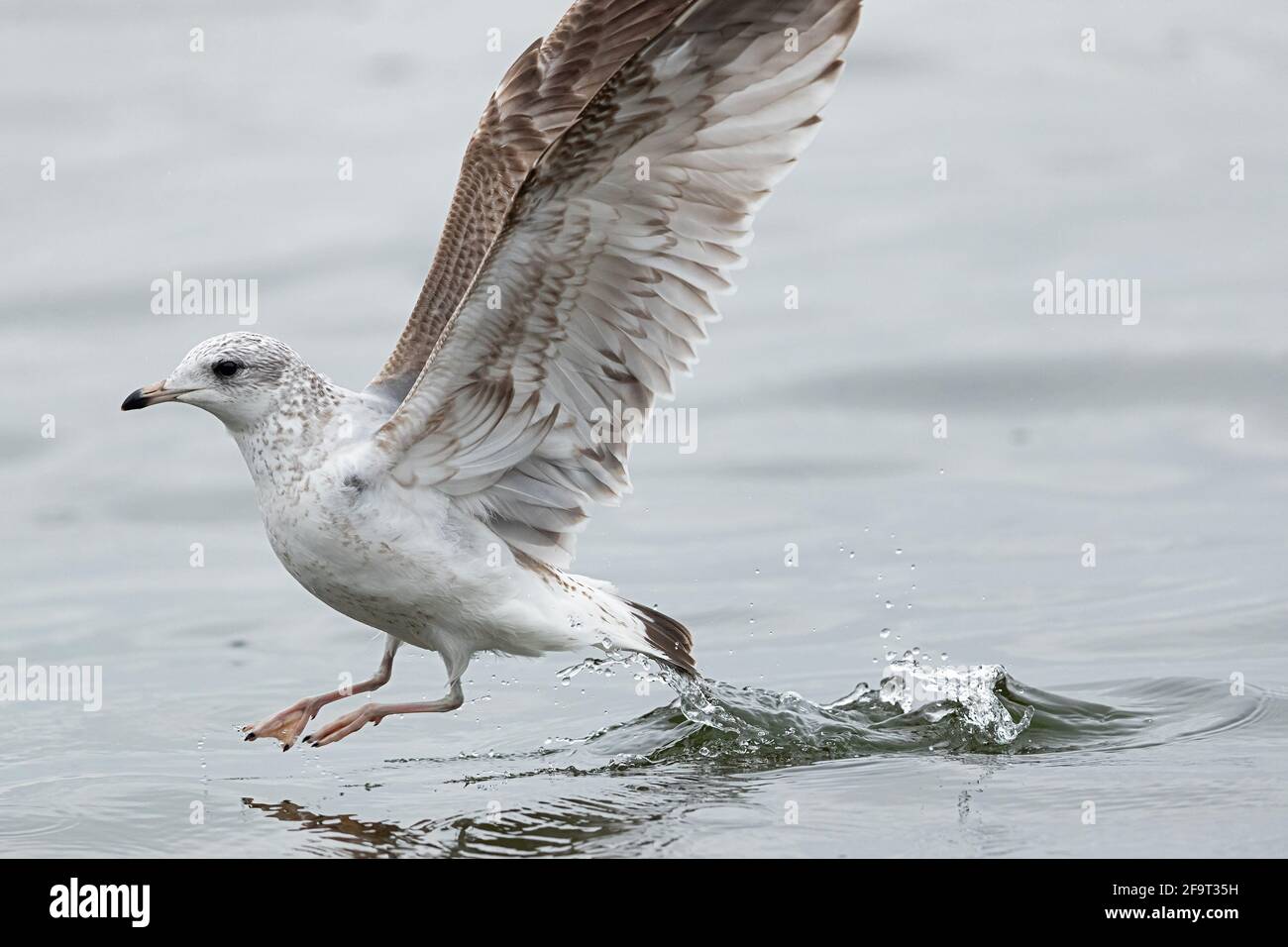 Un gabbiano comune sta decollo. Foto Stock