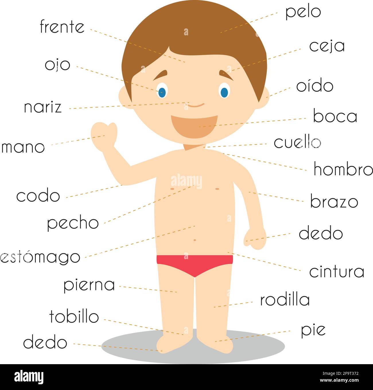 Vocabolario delle parti del corpo umano in illustrazione del vettore  spagnolo Immagine e Vettoriale - Alamy