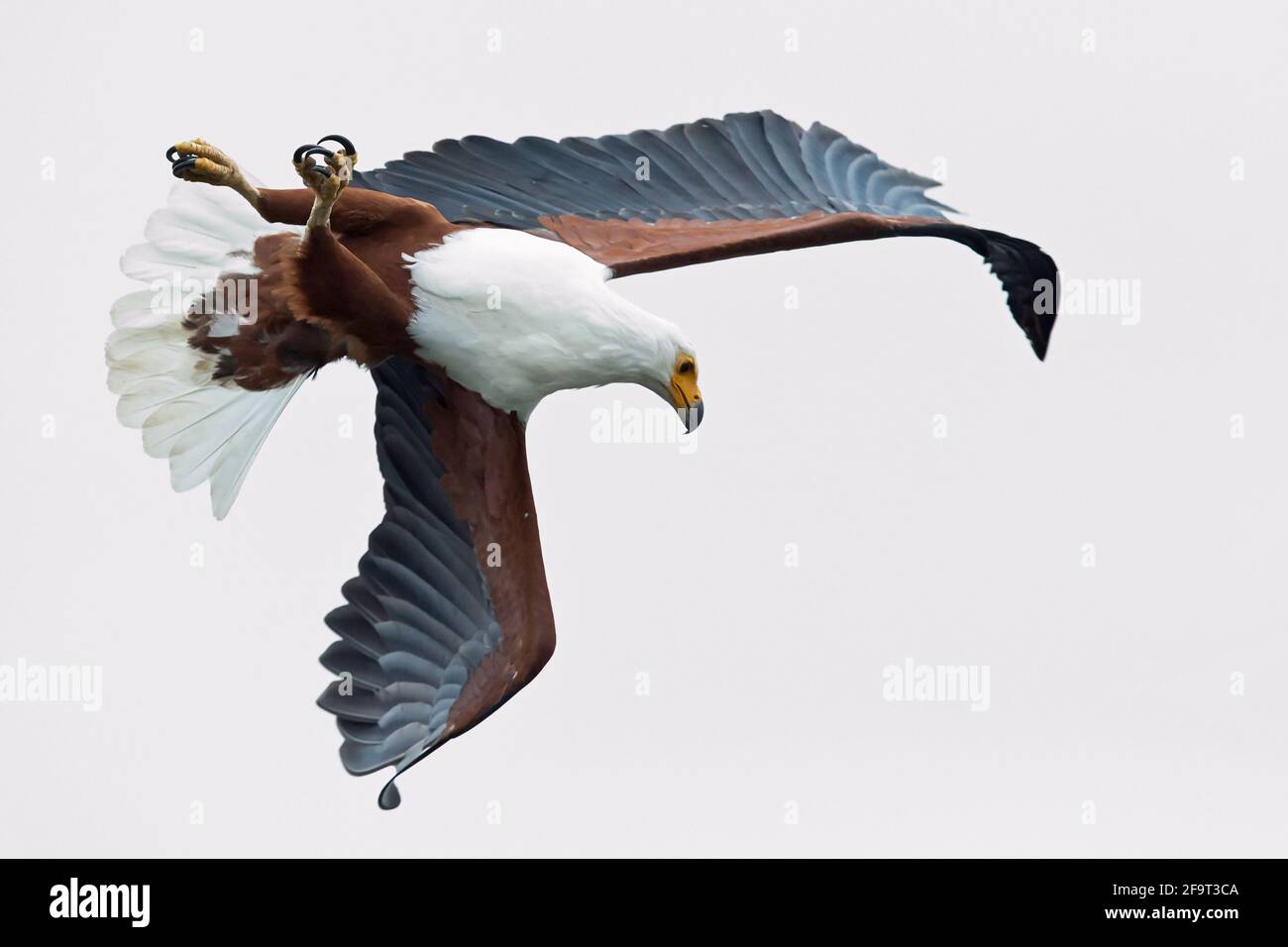 Un'aquila di pesce africana si sta girando per la cattura del pesce. Foto Stock