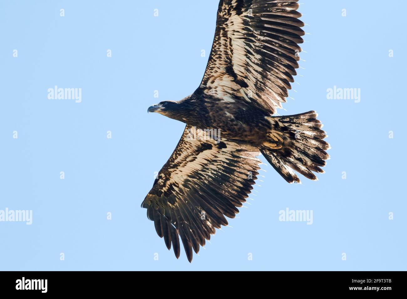 Una Juvenile Bald Eagle che vola direttamente in alto, che consente di dare un'occhiata da vicino al suo motivo in piuma e interessanti nappine di piuma. Foto Stock