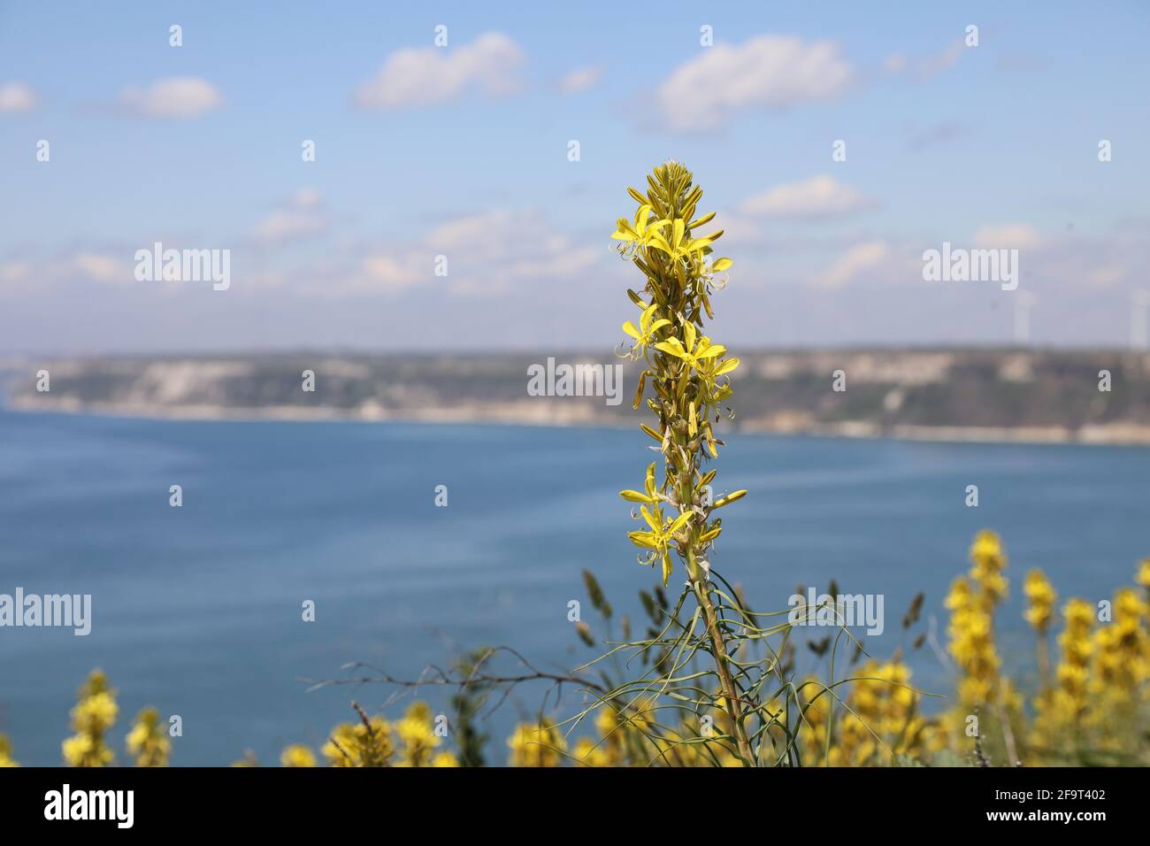 Fiori di colza gialli contro la Costa del Mar Nero, Kaliakra, Regione di Dobrich, Bulgaria Foto Stock