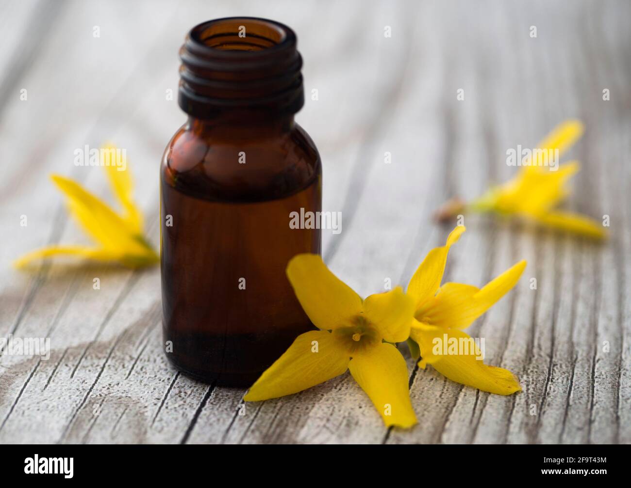 Forsizia con olio essenziale in una bottiglia Foto Stock